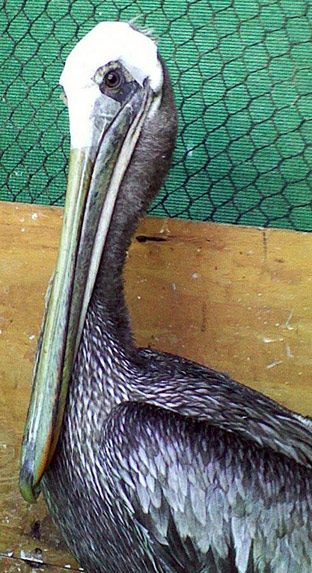 pelican-bandage 2
