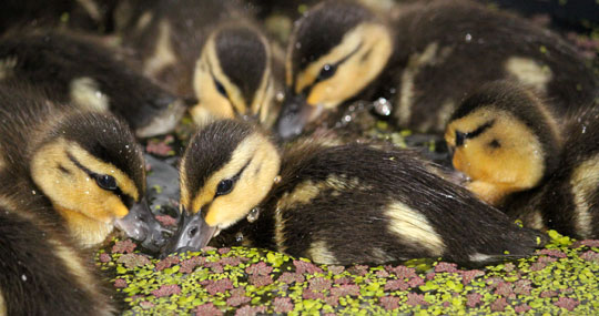 Ducklings-540px