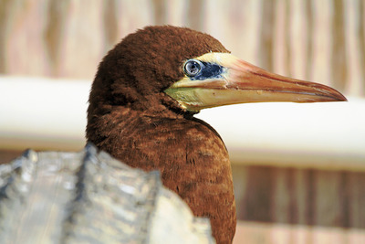 Photo of Brown Booby