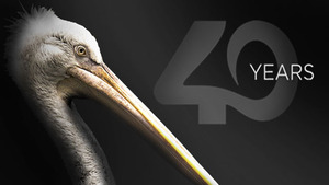 feature-40th-Pelican-front