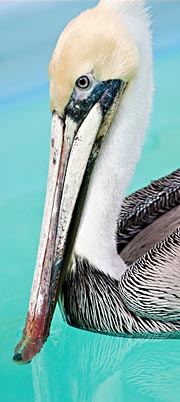 Pelican-pool-eblast-180px 2
