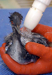 SF07_grebe_washed-180px